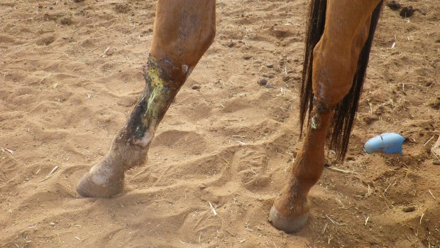 The condition of the horses' hooves upon inspection by a veterinarian. 