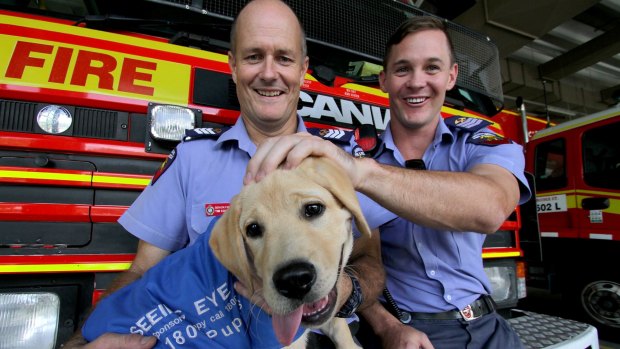 Roma Street Fire Station Senior Firefighters Tim Collingwood and Luke Beaven get a visit from 15-week-old Seeing Eye Dog Otto. Otto visited the fire station with other dogs and puppy carers from Seeing Eye Dog Australia to expose the dogs to the loud noise of the fire engine sirens. 