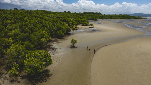 If you've got mangroves around, you'll never go hungry.