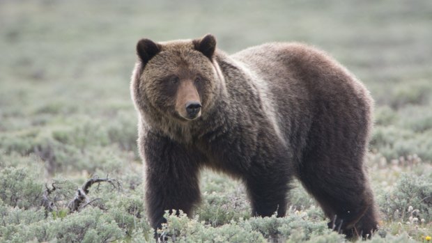 A Grizzly Bear in Sagebrush in Yellowstone National Park.