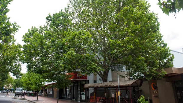 The large London Plane tree on Franklin Street, Griffith, at the Manuka Shops, which was at the centre of a Tribunal case involving a move by Liangis Investments to have the tree removed from the ACT's tree protection register.
