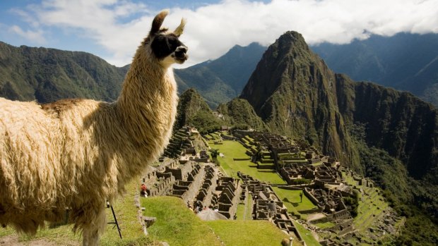 Two of Peru's best known attractions: a llama and Machu Picchu.