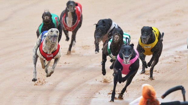 It was business as usual at the Warragul greyhound races at Logan Park on Tuesday afternoon.