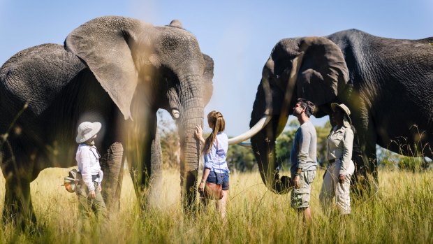 Meeting elephants at Stanley's Camp.