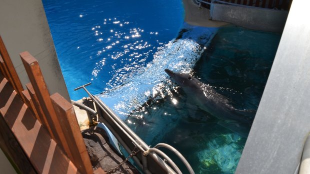 A dolphin pool at Dolphin Marine Magic.