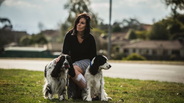 Banks woman Kerry Evans was attacked by a wombat while walking dogs Murphy and Pirate (pictured) in the suburban street of Tom Roberts Avenue in Banks, ACT.