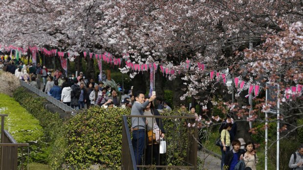 A couple takes a selfie as people walk under cherry blossoms at Asakusa district in Tokyo on Thursday.