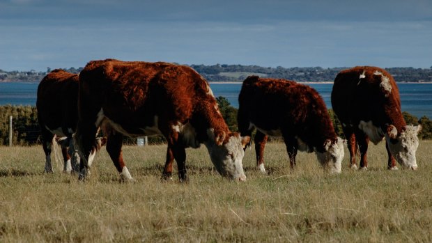 Free-range cattle grazing on French Island in Western Port Bay.