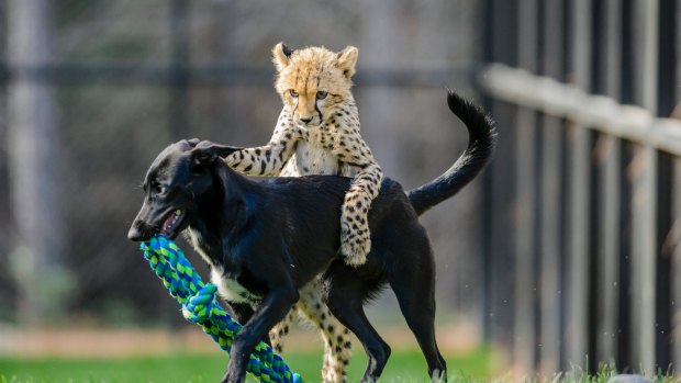 Solo the four-month-old cheetah cub jumps onto his canine companion Zama's back.