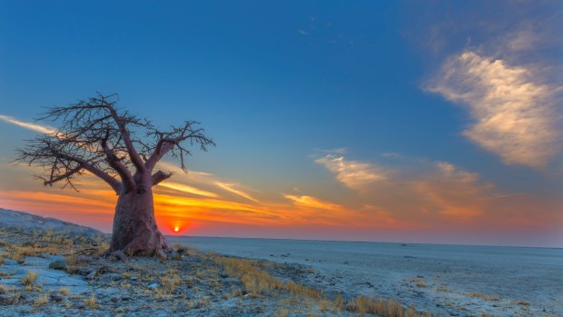 Baobab Sunset at Kubu Island, Botswana.