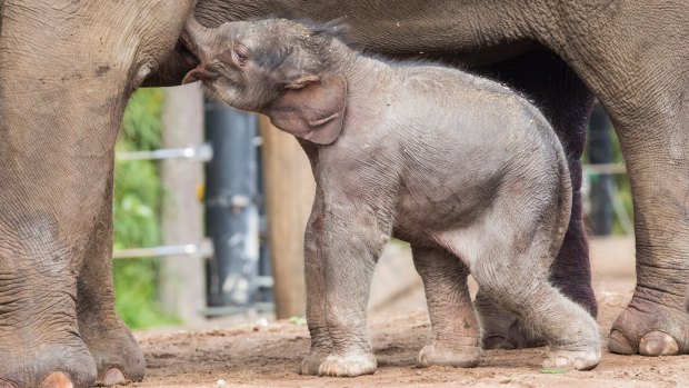 An elephant calf takes its first steps into the enclosure with its mother and the rest of the herd at Taronga Zoo.