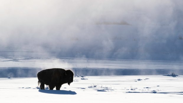A bison in the mist of Lamar Valley in Yellowstone National Park, Wyoming during winter. 