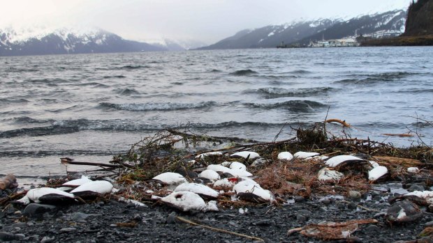Dead common murres lie washed up on a rocky beach in Whittier, Alaska last week.