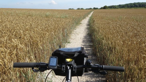 Cycling through a wheat field. 