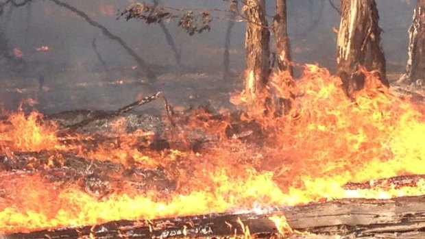 A review of the state government's bushfire clearing policy found the laws worked at odds with conservation policies and can be invoked by landowners to remove trees even when the risk of bushfire was low.