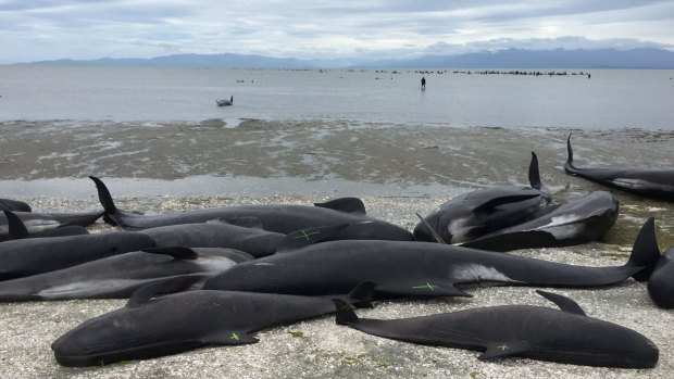 There were many theories among the people at Farewell Spit for why the whales stranded.
