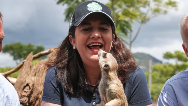 Queensland Premier Annastacia Palaszczuk fed meerkats during a visit to Australia Zoo.