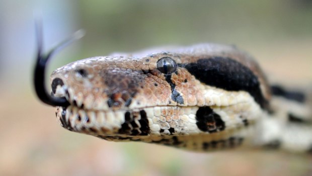 A boa constrictor like the one missing on the Gold Coast after being mistakenly released.
