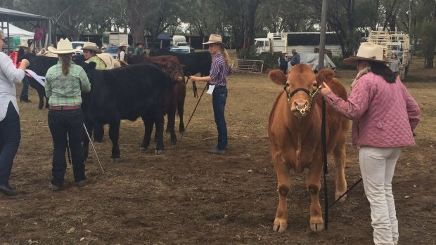 Cattle on show at the Texas Show, Queensland.