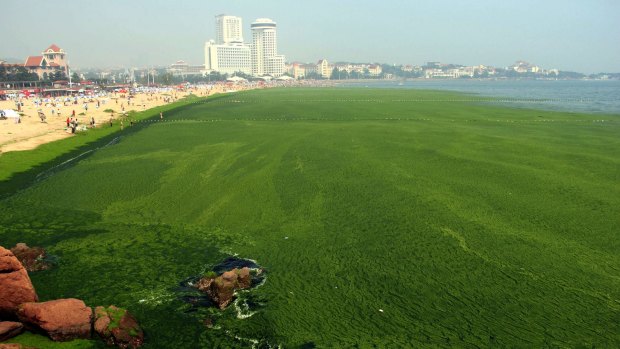 Red light: Scientists say algal blooms such as this one near Qingdao in July 2013 are symptoms of an ecosystem in decline.