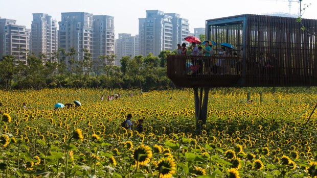 A viewing platform in Kongjian Yu's transformed Quzhou landscape.