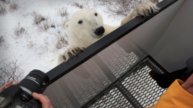 A polar bear at viewing deck of Arctic Crawler in Churchill, Manitoba.