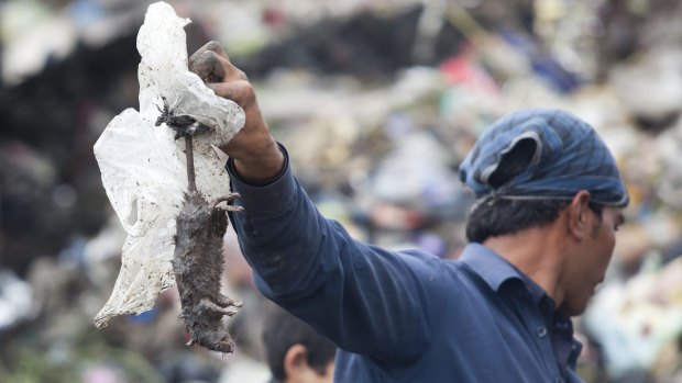 A worker holds a dead rat at the main garbage dump in the city of Peshawar. The city's new rat hunters are up against pests that can produce 20 offspring every 20 days. 
