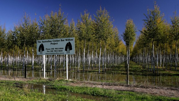 The Australian Cricket Bat Willow Project, on the Murray Valley Highway near Wood Wood. 