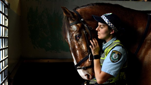 Toby the police horse with Nadia Batten, his main rider.