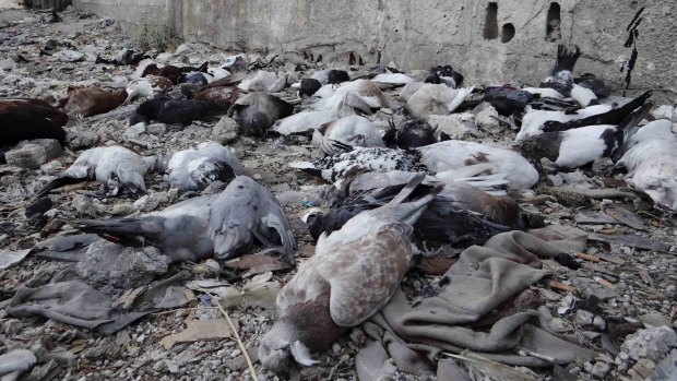 Pigeons lie on the ground after dying from what activists said was the use of chemical weapons by forces loyal to President Bashar Al-Assad in Damascus in 2013.