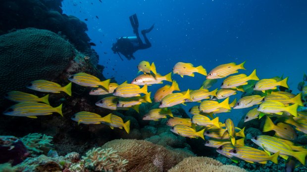 Record high water temperatures coral bleaching in 2016 and 2017.