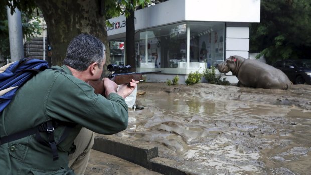 A man shoots a tranquiliser dart at the hippopotamus.