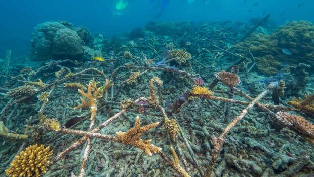 The installation of Australia's first Reef Star system system is a coral rubble stabilisation technique that uses hexagonal-shaped, steel structures, to which fragments of live coral are attached.