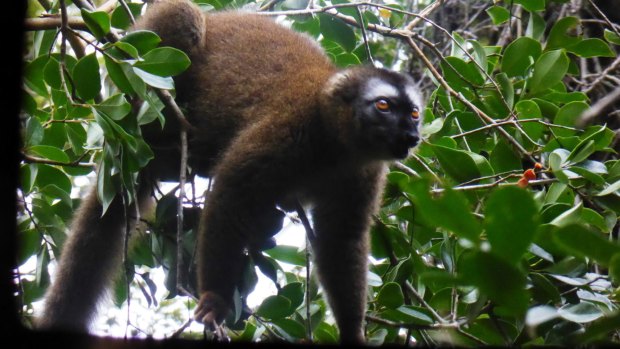 A golden bamboo lemur in the Ranomafana National Park,  Madagascar.