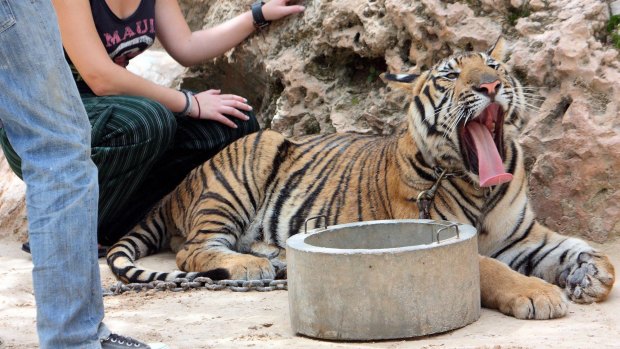 Thai authorities maintained on Monday that the tigers were well taken care of at government sanctuaries and that they caught diseases like canine distemper virus or laryngeal paralysis because inbreeding had destroyed their immune system.