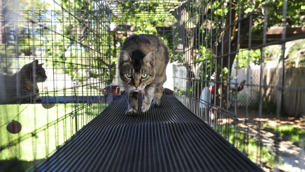 Wild cats roaming in Canberra could soon be deemed pests in the territory. The ACT government prefers cats to be contained. 