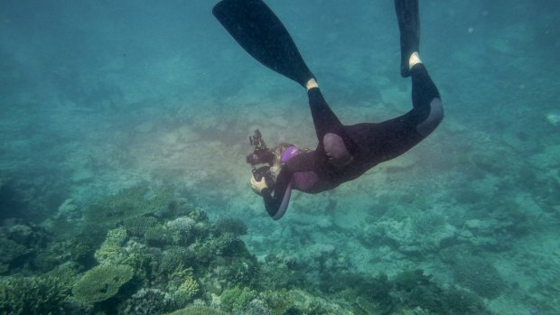 Coral off Heron Island.