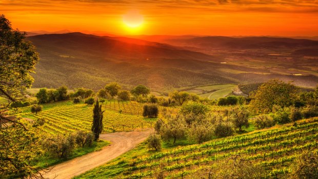 Tuscany's picturesque vineyards.