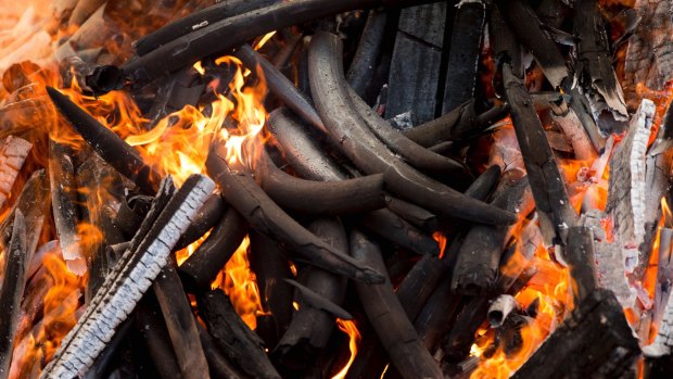 Charred Elephant tusks burn during the first Cameroon Ivory Burn in April. The Chinese government said it will shut down its official ivory trade at the end of 2017 in a move designed to curb the mass slaughter of African elephants.
