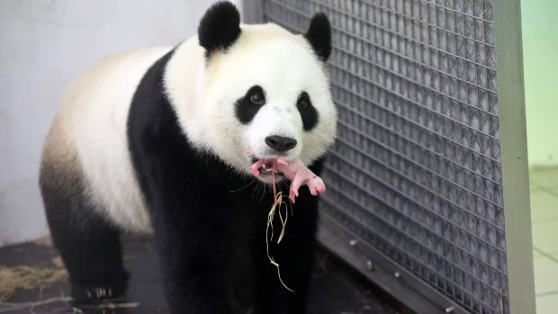 Giant panda numbers have dwindled below 2000 worldwide.
