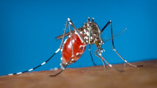An Aedes albopictus female mosquito feeding on a human blood meal. 