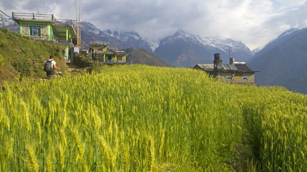 Trekking past a barley field near Ghandruk in Nepal.
