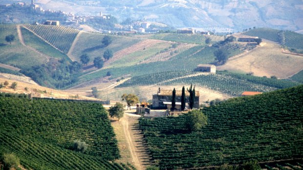 Vineyards in the Le Marche province of Italy.