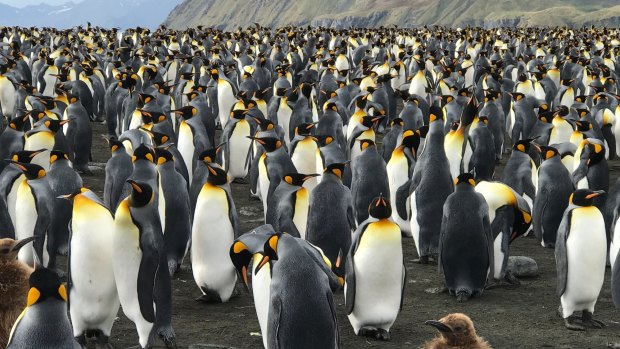 King penguins stretch as far as the eye can see at Gold Harbour.