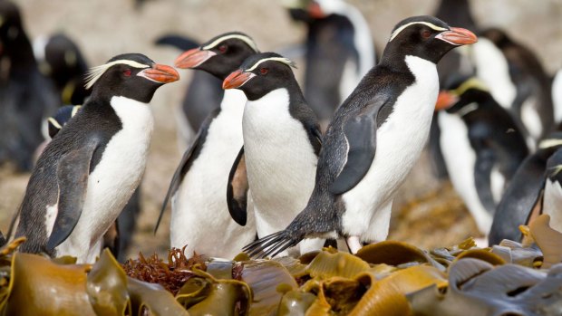 Crested penguins at The Snares, Sub-Antarctic Islands, New Zealand