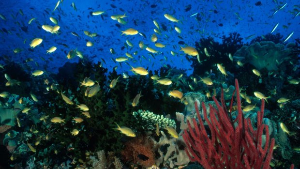 Sealife among Milne Bay coral.