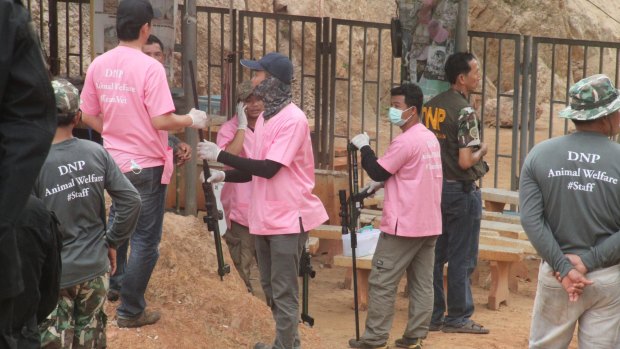 Thai wildllife officials prepare to sedate tigers with traquiliser darts.