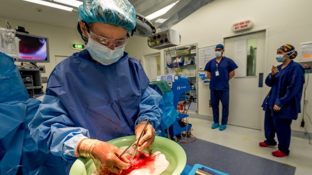 Surgeon Amanda Robertson works on the donor kidney at Melbourne Private Hospital.