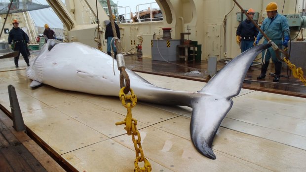 Japan proposes to hunt 333 minke whales from the end of 2015. 