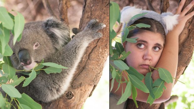 Peel Zoo's Britt as a koala.